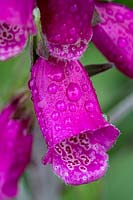 Dew drops on Digitalis purpurea - Foxglove - flower