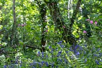 Woodland with wildflowers in hedgerow, Hyacinthoides non-scripta - Bluebell - and Silene dioica - Red Campion