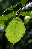 Fagus sylvatica - Beech - foliage 