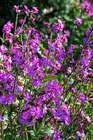 Silene dioica - Red Campion 