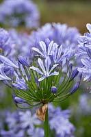 Agapanthus umbellatus - Blue giant African lily