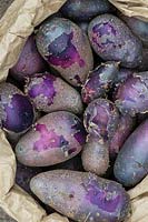 Solanum tuberosum - Bag of freshly dug shetland black potatoes