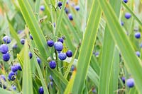Dianella tasmanica - Tasman flax-lily berries