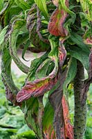 Echium pininana - Spent giant viper's bugloss leaves