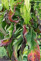 Echium pininana - Spent giant viper's bugloss leaves