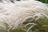 Stipa ichu - Peruvian feather grass