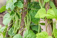 Beans on Climbing French Bean 'Blue lake', ready for harvesting. 