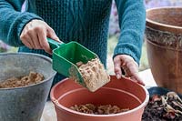 Woman adding sand on top of a layer of tulip bulbs in a large plastic pot
