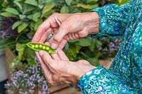 Woman opening pod to reveal the peas