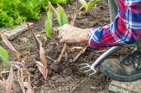 Woman gently lifting Tulipa - Tulip bulbs after having loosened the soil with a gardenfork