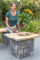 Woman planting a Rudbeckia 'Summerina Butterscotch Biscuit' into gabion table top planter. 