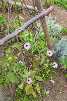 Thunbergia 'Pink Sensation' - Black Eyed Susan - in flower growing up hazel pole obelisk