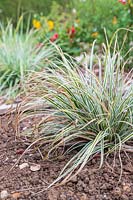 Results of mulching trial after after two months, here Carex in the plot without a mulch shows foliage browning due to dry soil 
