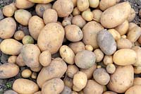 Solanum tuberosum 'Inova' - Potato - mixed sizes of a harvested crop on the ground  