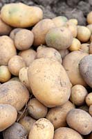 Solanum tuberosum 'Inova' - Potato - harvested crop on the ground
