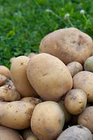 Solanum tuberosum 'Inova' - Potato - harvested crop on lawn 