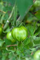 Solanum lycopersicum 'Tigerella' - Tomato - unripe tomato shows hues of green in its stripes