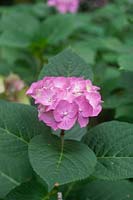 Hydrangea macrophylla 'Blaumeise' syn. 'Blue Girl', despite its name in alkaline soils 'Blaumeise' gives pink blooms