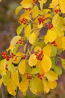 Celastrus scandens 'Diane' - Female American Bittersweet  with golden yellow  foliage and orange fruits