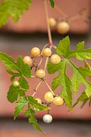 Ampelopsis aconitifolia 'Monkshood Vine'