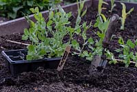 Pisum - purple-podded mange tout pea, grown as plug plants from seed and planted out in a raised beds