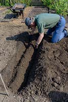 Preparing a bed to plant Asparagus crowns by digging a trench and making a ridge for the crowns from the home made organic compost in an organic Kitchen Garden 