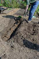 Asparagus crowns spaced out for planting on the ridge in a prepared trench, man starting to back fill the bed in an organic Kitchen Garden.