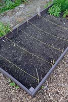 Salad including lettuce and vegetable seedlings germinating nine days after sewing in a raised bed made from recycled plastic