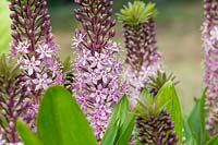 Eucomis 'Pink Gin' - Pineapple Lily 'Pink Gin'