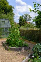 View of raised beds in vegetable garden, with Phaseolus coccineus 'Firestorm' - self-pollinating runner beans. 