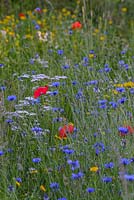 Papaver rhoeas - Field poppy, Centaurea cyanus - Cornflower, Glebionis segetum - Corn marigold, Achillea millefolium -Yarrow and grasses. 