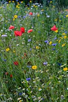 Wild flower meadow with Papaver rhoeas - Field poppy, Centaurea cyanus - Cornflower, Glebionis segetum - Corn marigold, Matricaria chamomilla - Chamomile and grasses. 