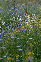 Wild flower meadow with Leucanthemum vulgare - ox-eye daisy, Centaurea cyanus - Cornflower, Glebionis segetum - Corn marigold, Papaver rhoeas - Field poppy, Achillea millefolium -Yarrow and grasses.
