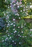 Rosa 'New Dawn' -  climbing rose growing up a tree. 