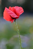 Papaver rhoeas - Field poppy flower 