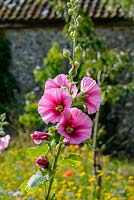 Alcea rosea - Hollyhock in a wild flower meadow 