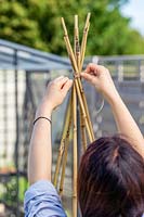Woman tying bamboo stick together for a teepee support for climbers. 