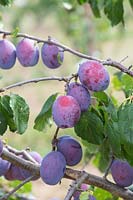 Prunus domestica - Plum 'Jubilaeum'