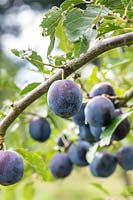 Prunus domestica - Plum 'Belgian Purple'