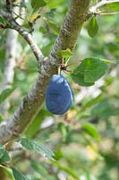 Prunus domestica - Plum 'Stanley'
