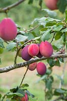 Prunus domestica - Plum 'Laxton's Delicious'