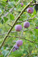 Prunus domestica - Plum 'Count Athan's Gage'
