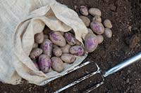 Solanum tuberosum - Freshly dug shetland black potatoes. 