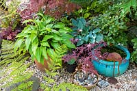 Hosta 'Hirao Grande' and Hosta 'Halcyon' growing in pots with ferns and Acers. 