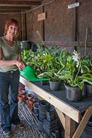 Lorraine Dingwall watering Hostas in the shade shed. 