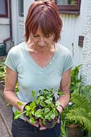 Woman holding small, potted hostas: Hosta 'Cracker Crumbs', Hosta 'Lakeside Baby Face' and Hosta 'Allan P. McConnell' 