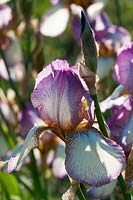 Iris 'Benton Lorna', has soft pink stippled standards with falls edged with violet.