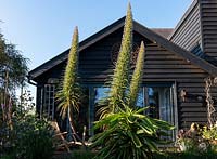 Huge spires of Echium pininana. These architectural flowers are also known as Giant Viper's Bugloss or tree echiums.