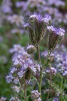 The lavender blue flowers of Phacelia tanacetifolia, sometimes referred to as fiddleneck