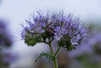 The lavender blue flowers of Phacelia tanacetifolia, sometimes referred to as fiddleneck